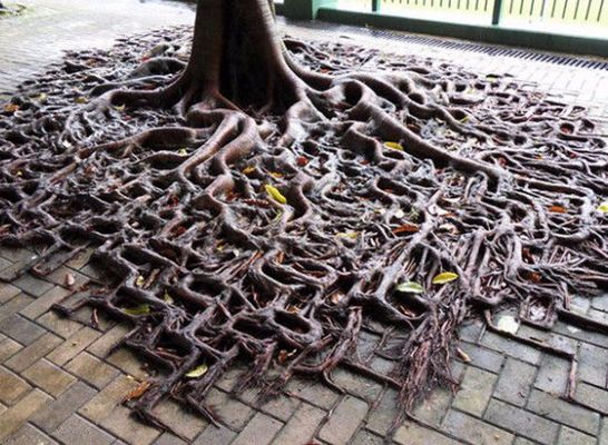树的根须特别长,因为背后的一个故事,人们称为"食人树