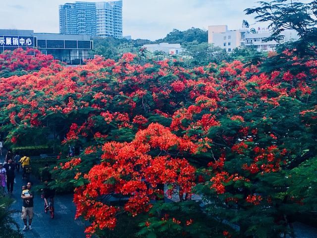 深圳最美的凤凰花花海——华侨城生态广场