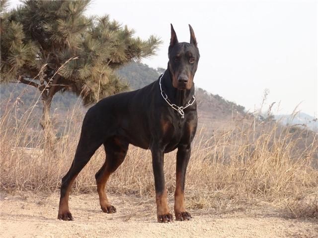 德国牧羊犬vs杜宾犬,谁更厉害呢?