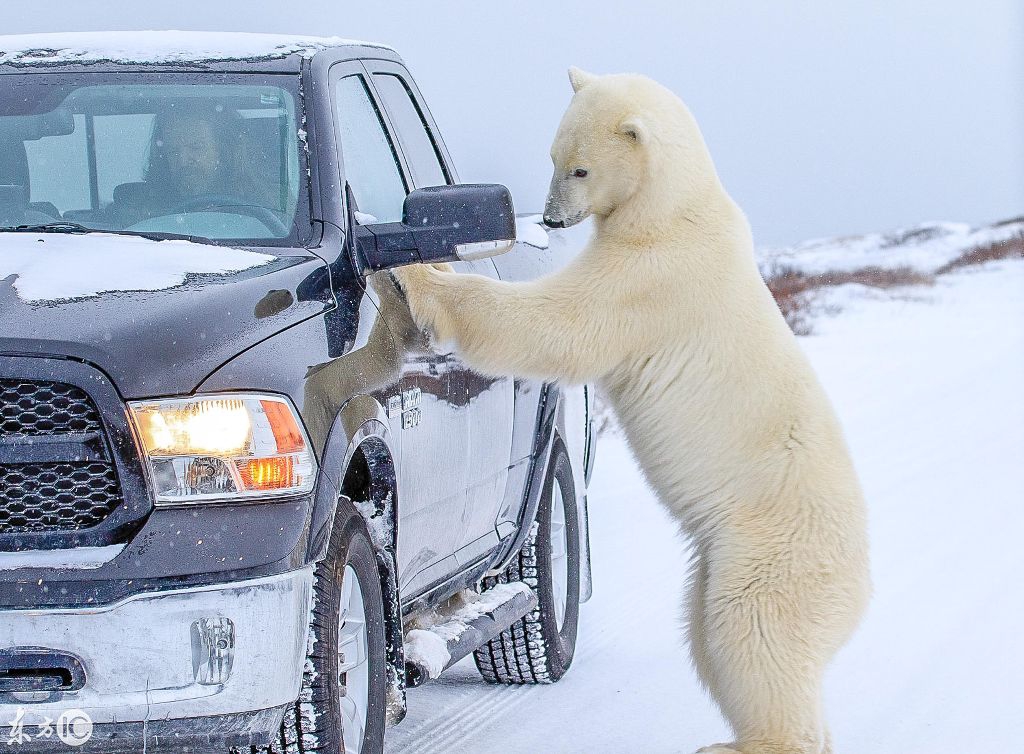 司机是这么做的!网友:这傻熊太