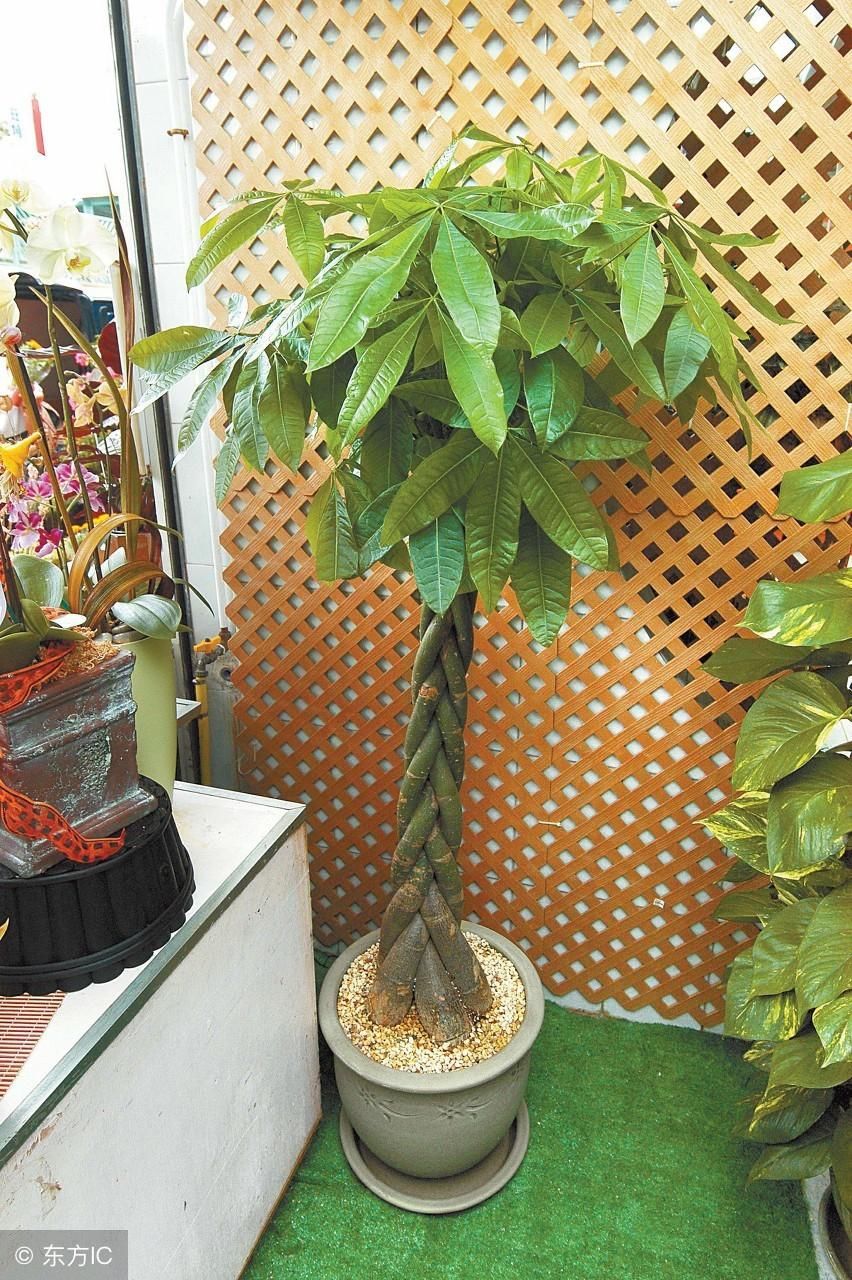 适合懒人养的8款绿植盆栽,美观寓意好,我家养了2,5,7