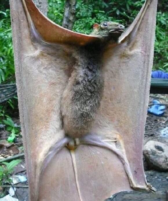 菲律宾居民本以为捕获了巨型吸血蝙蝠,结果发现这竟是