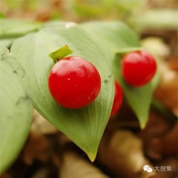 稀世罕见奇花,不看就太可惜了!
