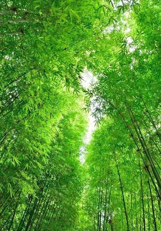 成都周边好去处:进竹林,挖竹笋,吃"舌尖上的中国"强推