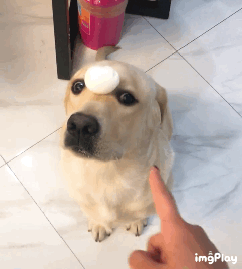 本想训练狗狗顶鸡蛋,一眨眼鸡蛋没了,回看录像笑出了声