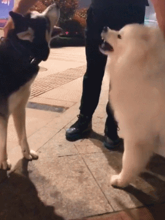 二哈和萨摩耶作势要打架,结果拉架的一松手立马认怂:溜了溜了