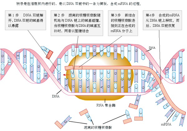 dna复制到rna的转录过程 graur认为,如果一个基因组有用,它一定能