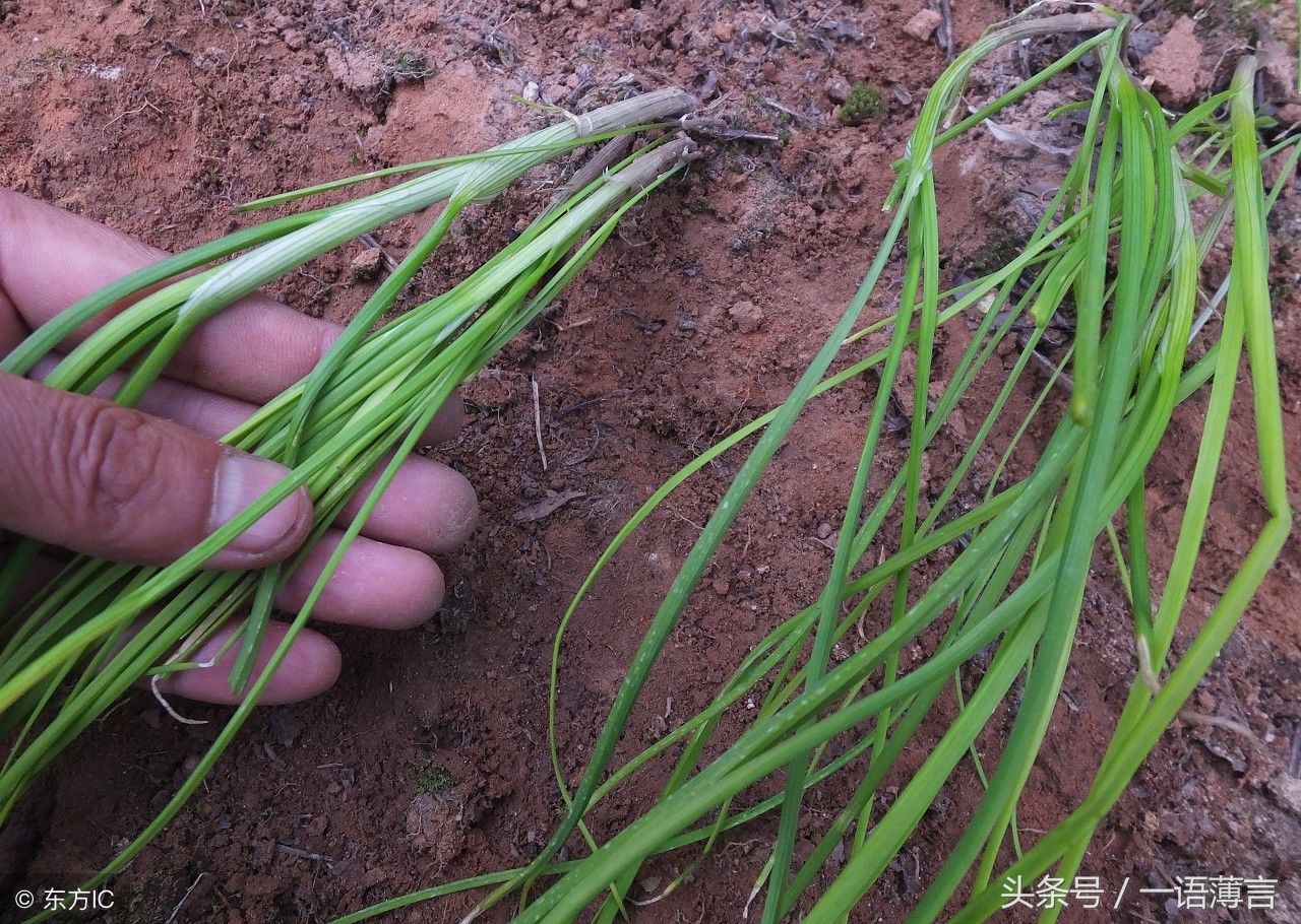 它叫野葱,野蒜和野韭菜美味又健康,这个野菜怎么吃最好