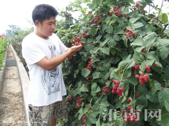 淮南一大学生为圆梦想 返乡创业种树莓