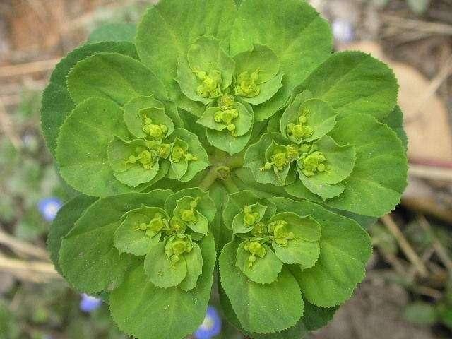 具有吸水膨胀,化痰止咳,解毒杀虫的作用,更重要的是它还具有治疗肺癌