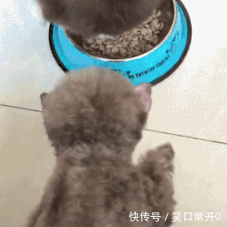 搞笑幽默的动态图gif 想要闺蜜的表情包?或许一块柠檬