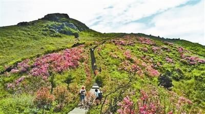 杜鹃花海正盛开,乡村美景醉金峨,转眼又到了金峨村一年中最美的季节.