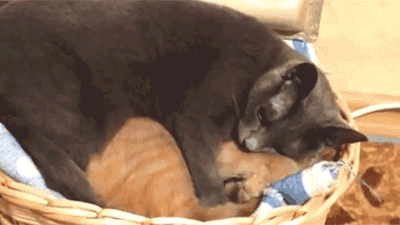 10,撒完狗粮,接着再吃一把猫粮