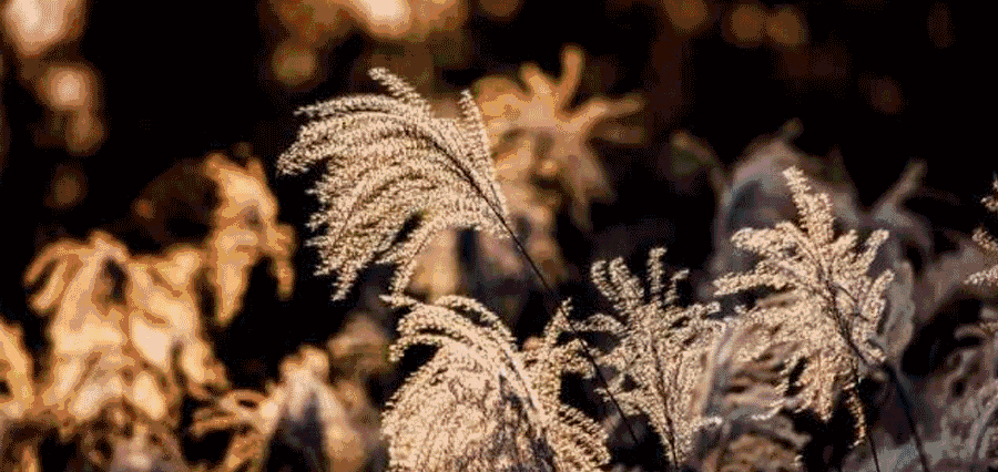 金秋十月,湿地芦苇开始