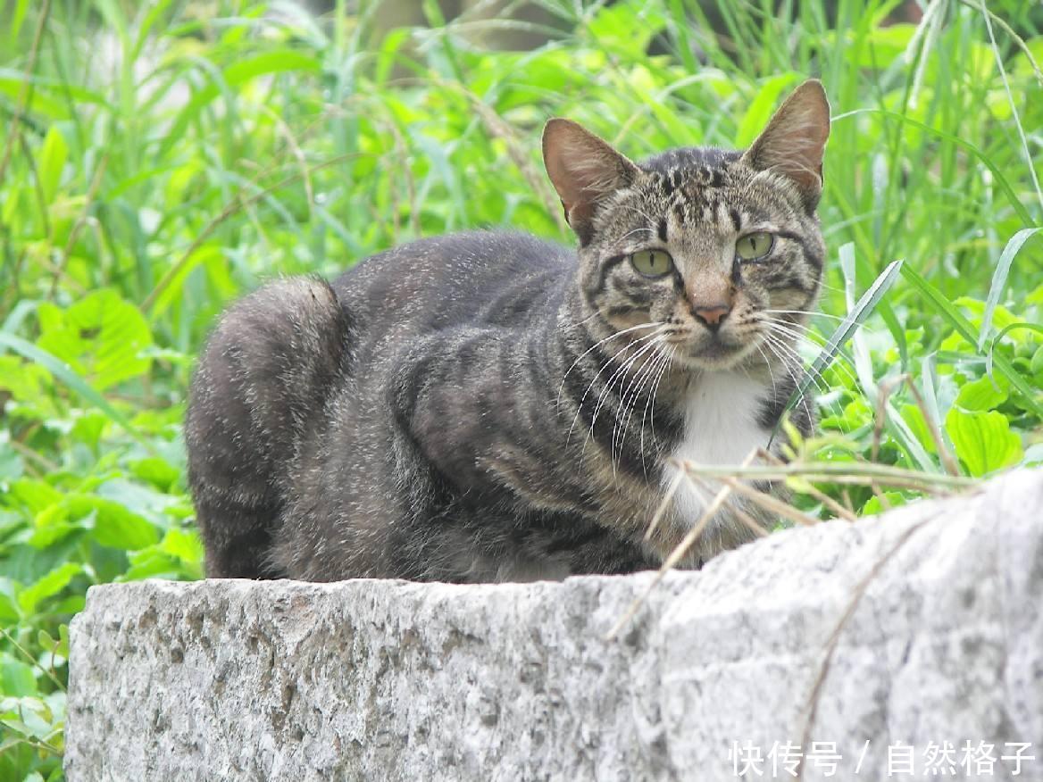 荒漠猫是捕捉老鼠的高手,对农业,林业,牧业十分有益. 4.野猫.