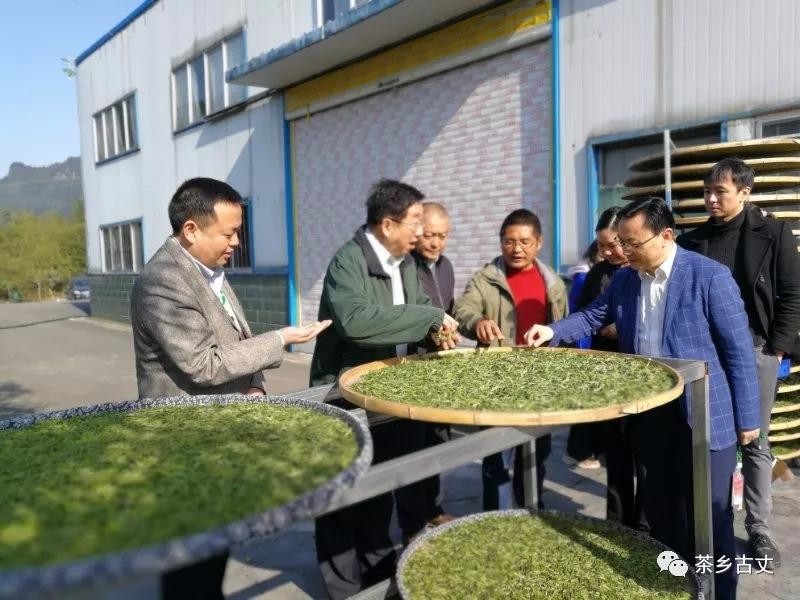 中国工程院院士陈宗懋:将古丈县作为茶园绿色防控示范工程主战场