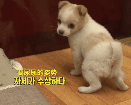 史上最有灵性的狗狗,打理着主人和家里的小狗狗的日常
