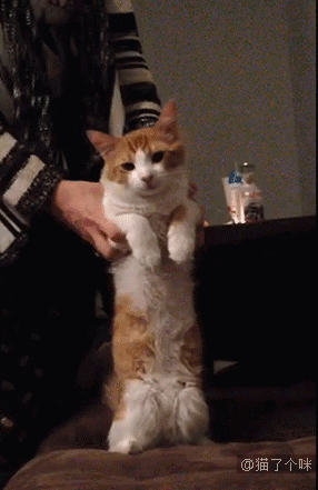 喵星人gif图 : 网友展示了自己平时给猫喂药的手法,简直太快了