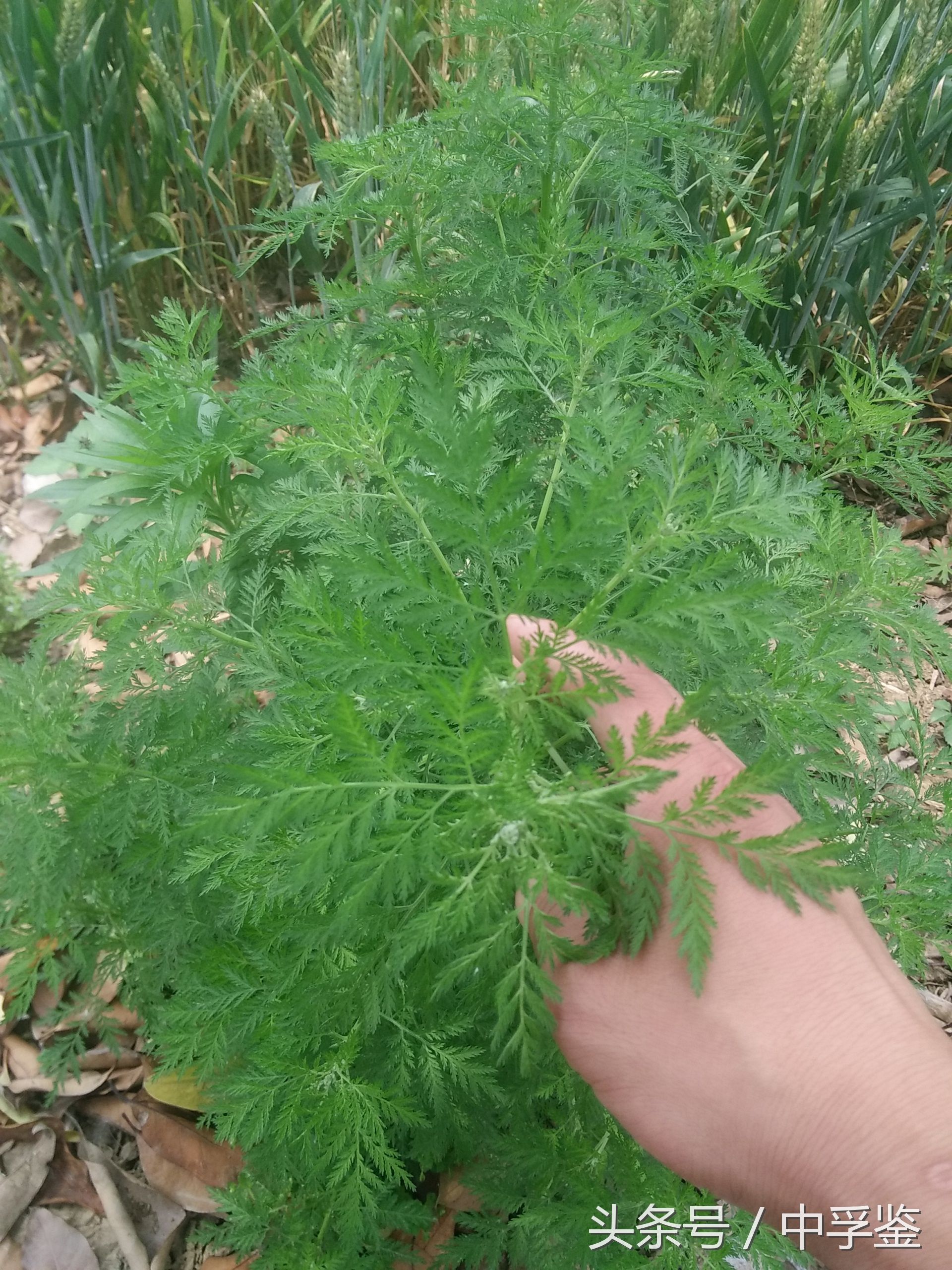 野艾蒿虽然是野生的植物,但是野艾蒿的作用还真不少