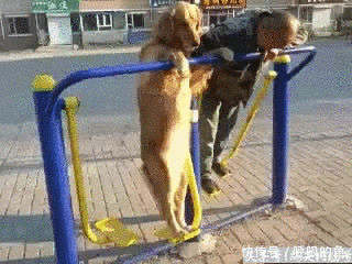 搞笑gif:姑娘,这样是没有用的,还是好好看书吧