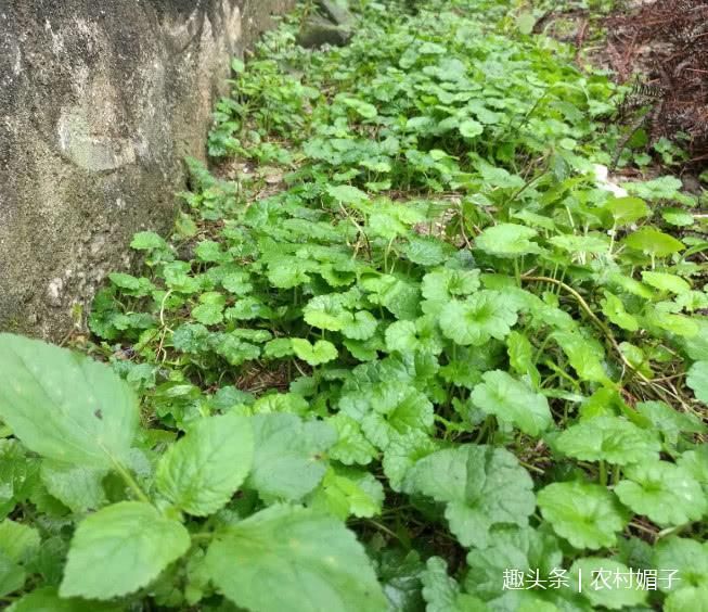 农村屋角最常见的植物,外号"十八缺",赶走腰椎间盘