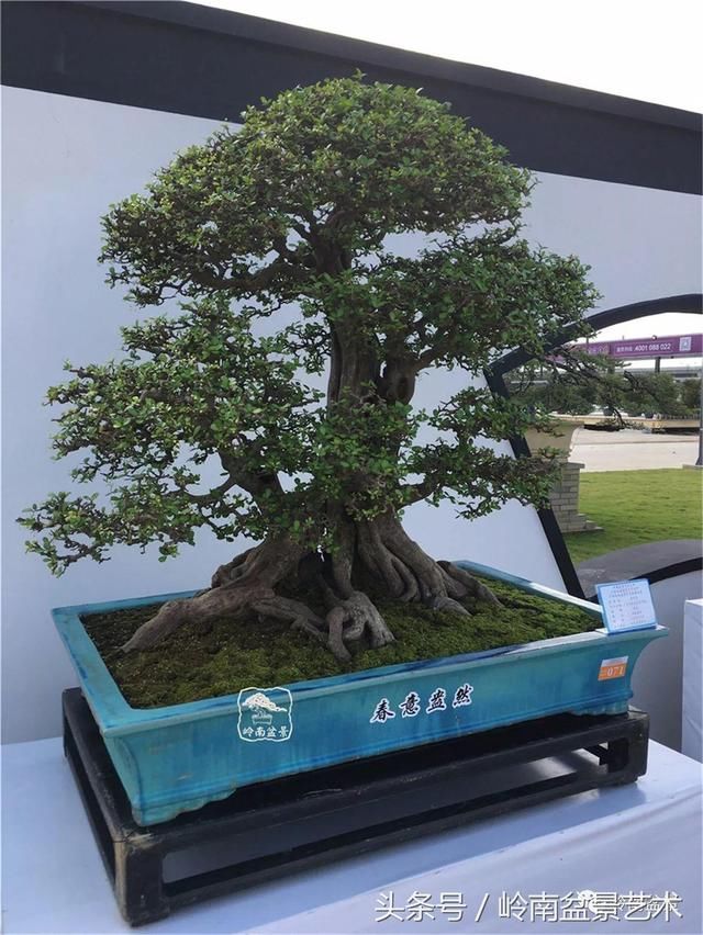 顶上功夫丨最常见的八种盆景结顶方式