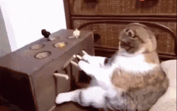 大猫咪爱上了打地鼠游戏机,玩了一会后,画面让人看直了!