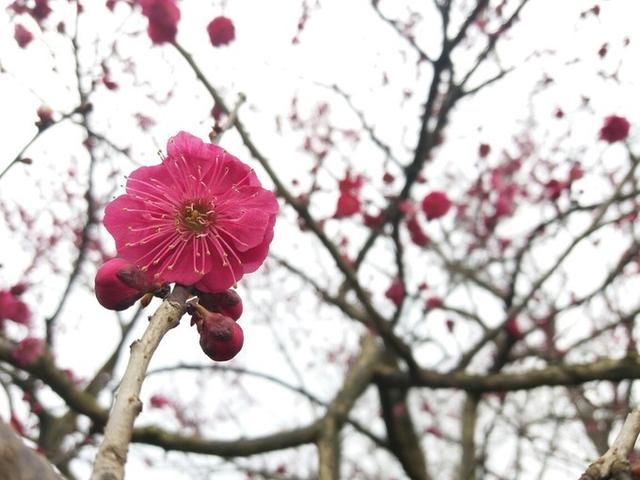 三月游常州,遇见梅花～红梅公园,著名古建筑-红梅阁