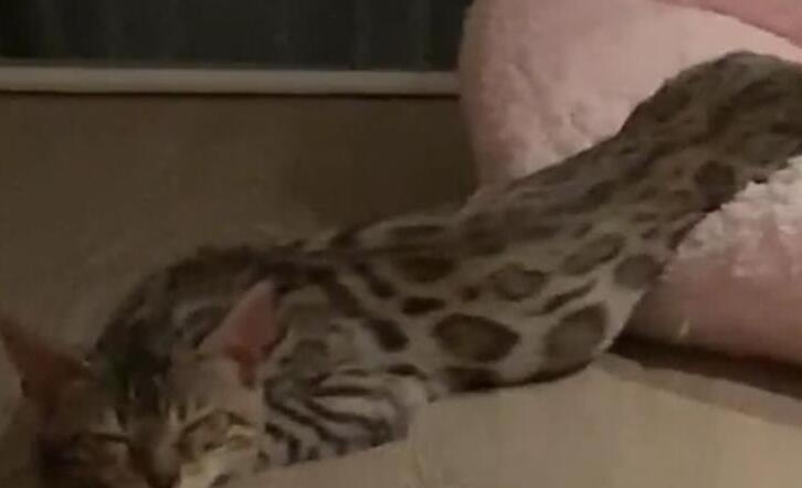 梦境解析,梦见抓住一条黑色大蟒蛇的深层含义 梦境解析,梦见抓住一条黑色大蟒蛇的深层含义