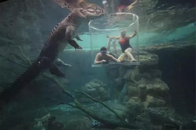 水中直面世界上最大鳄鱼,只隔透明玻璃,游客:太刺激了