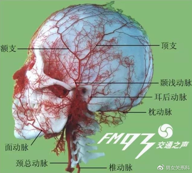 注射的时候不幸扎到了血管,填充物经过周围血管反流进入眼动脉系统