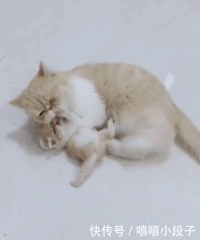 猫妈正在把自己的武林绝学 无影脚传授给自己的大女儿