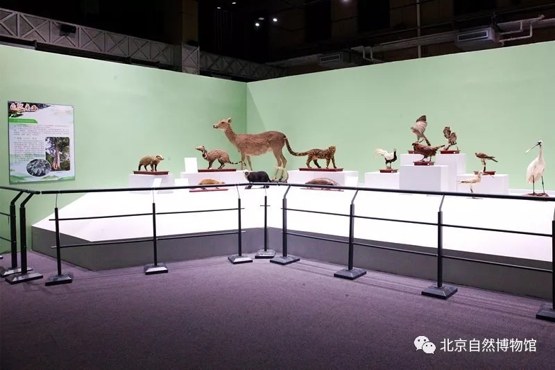 看展小贴士:"自然广西"展览在北京自然博物馆开展啦!