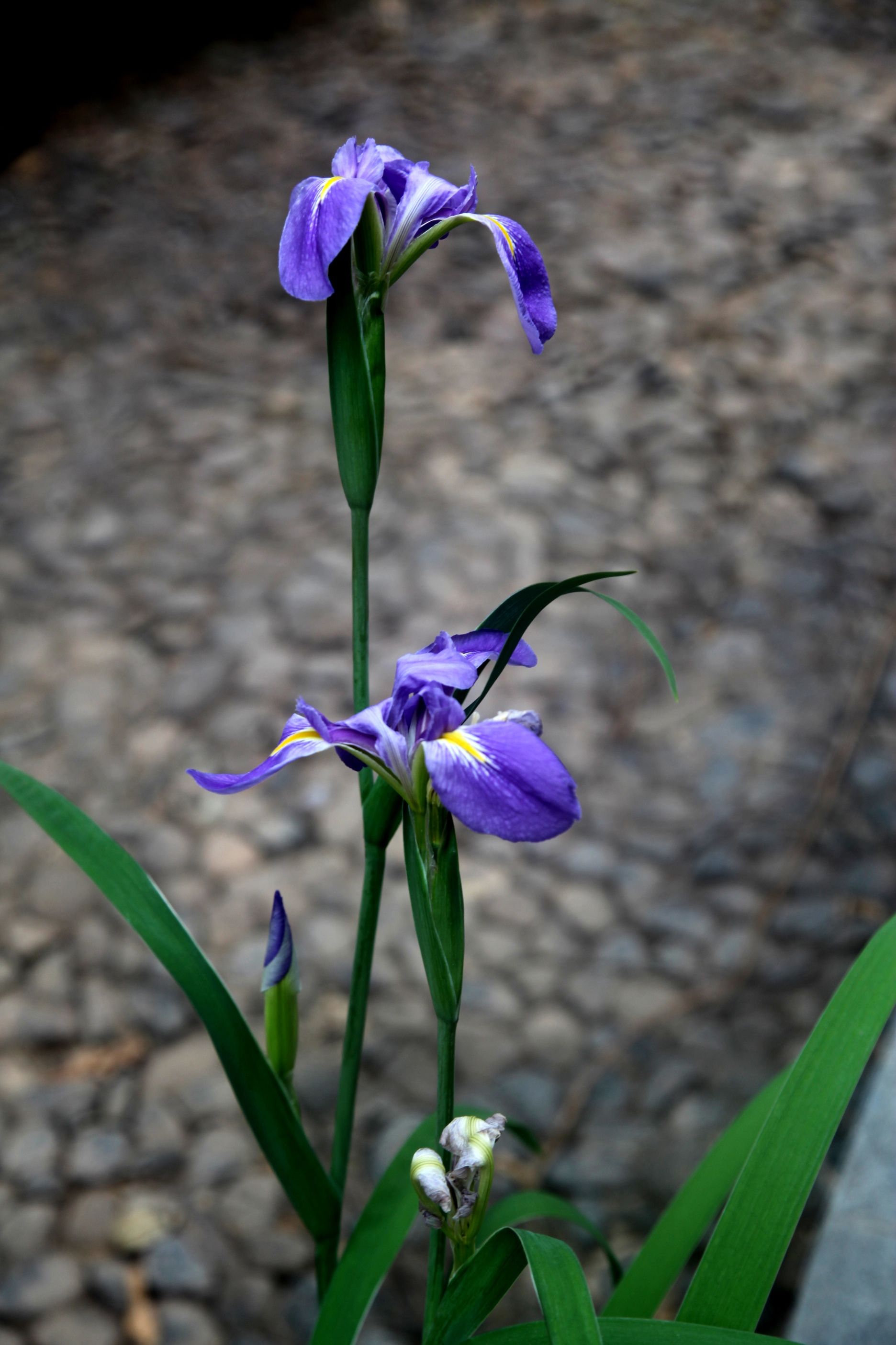 玉蝉花,别称花菖蒲,紫花鸢尾,东北鸢尾.鸢尾科鸢尾属多年生草本.