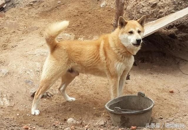 极品中华田园犬,我最喜欢的大黄,便宜听话还能看门!