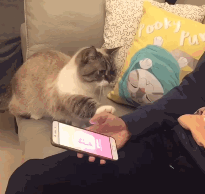 萌猫看主人沉迷手机,吃醋要当手机架,网友:想疯狂揉小