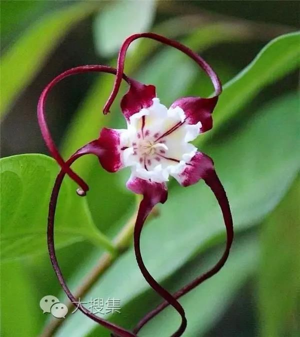 稀世罕见奇花,不看就太可惜了!