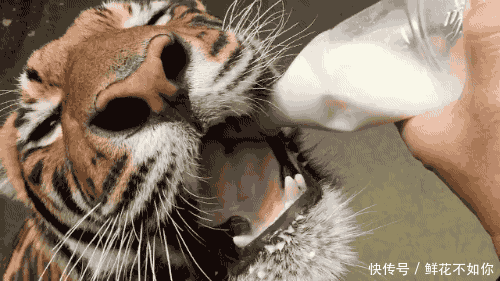爆笑gif动图:老虎丢脸不,居然像孩子一样的吃奶
