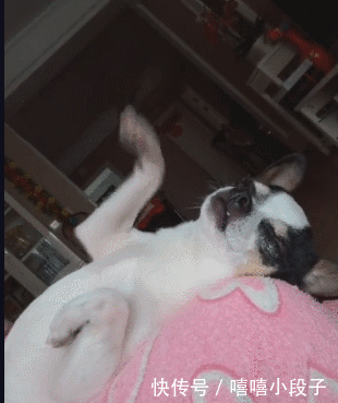 困成狗也要加入蹦迪的行列.