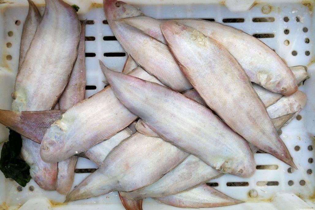 舌头鱼,据业内人士介绍,现在市场上有很多鱼类海鲜都是冰鲜的.