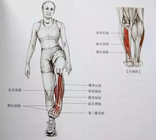 肌肉紧张显小腿粗吗?全套小腿拉伸图解让你告别"萝卜"