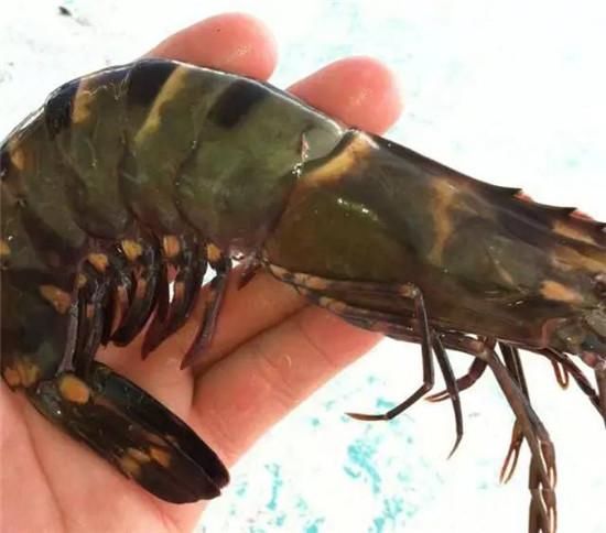 世界最大的虾,竟比手臂还长?鬼虾
