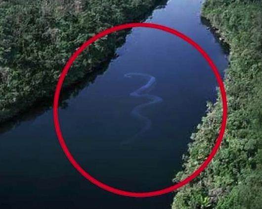 你常看到的关于巨型蟒蛇的照片都是真的吗?