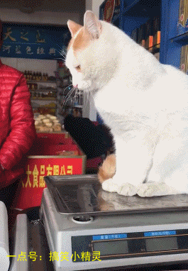 6.喵星人:我说怎么最近体重那么重,赶紧拿走,这样我会变重的