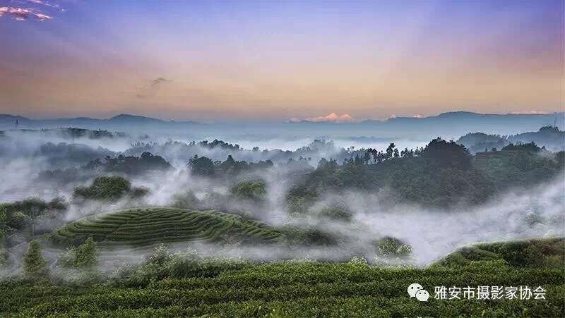 二,承办单位:雅安市名山区政协书画院,蒙顶山茶史博物馆,雅安市名山区