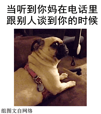 爆笑gif:猫咪你真该减肥了,弹跳力太丢脸了
