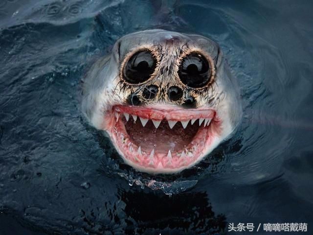 蜘蛛鲨鱼:眼睛这么吓人