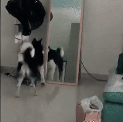 二哈:确认过眼神,是帅狗!