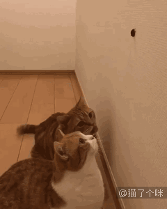 猫咪们对老鼠不感兴趣却对虫子情有独钟