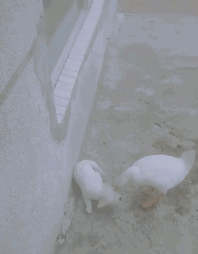 爆笑gif:都这样求你了,你还忍心吃人家吗?
